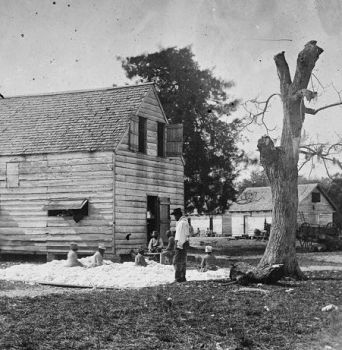 African Americans preparing cotton for gin