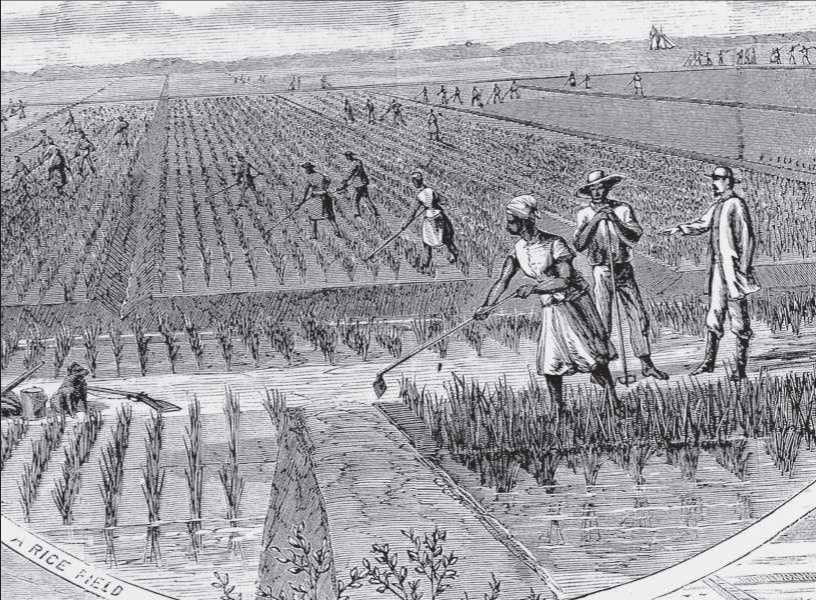 South Carolina Rice Field|Reading the Emancipation Proclamation to the 1st South Carolina Voluntary Infantry Regiment