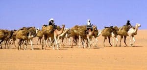 Trans-Saharan Camel Caravan Holger Reineccius (CC BY-SA)